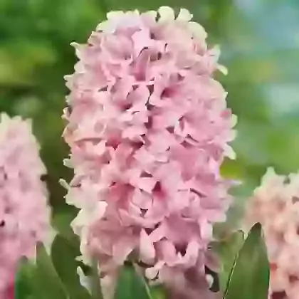 Pink Surprise